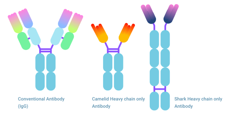 Nanobody vs antibody | TRACER