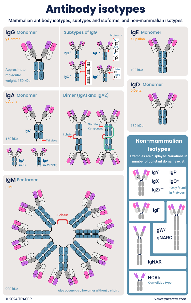 antibody isotypes subtypes isoforms