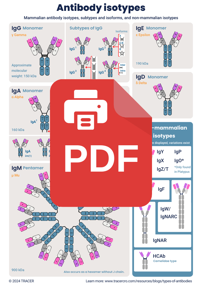 antibody types pdf download