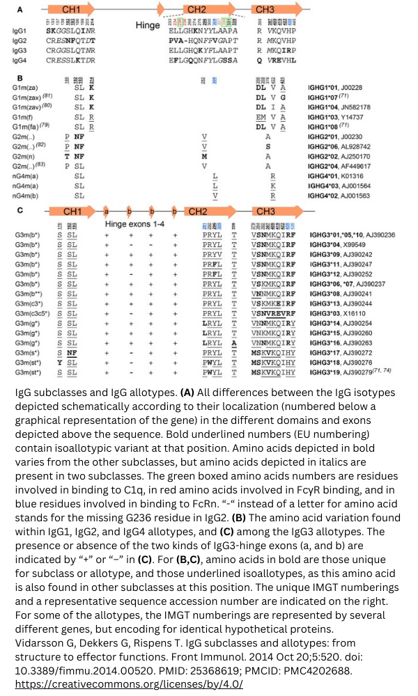 igg subclasses allotypes